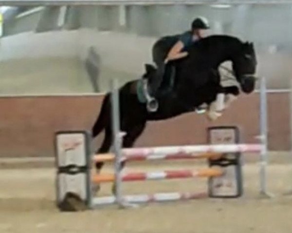 jumper Seven Miles Dacora (Oldenburg, 2018, from Secret)