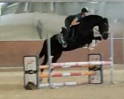 jumper Seven Miles Dacora (Oldenburg, 2018, from Secret)