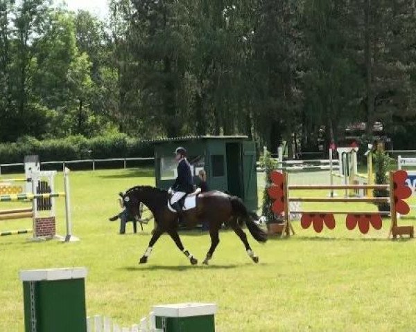 jumper Momo HM (Hanoverian, 2002, from Metternich)