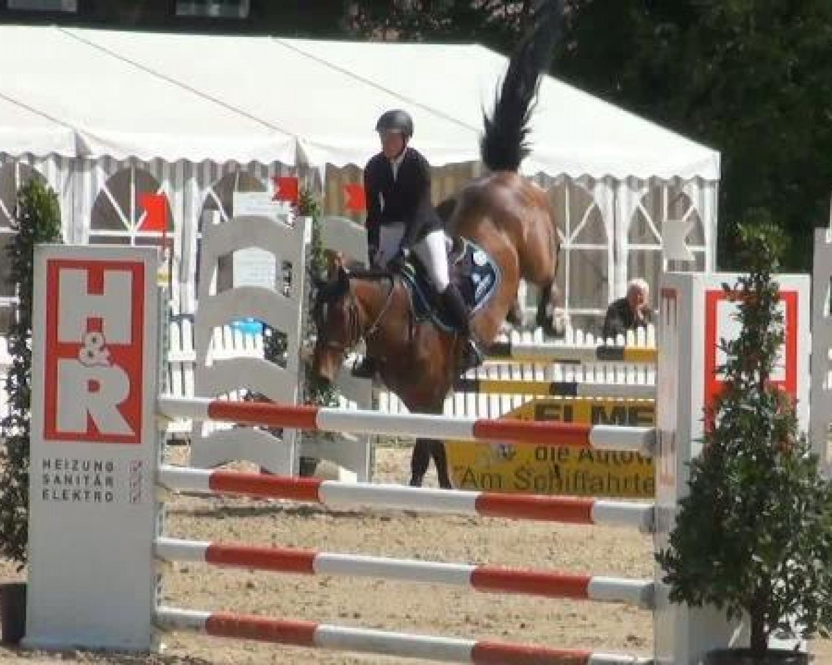 Springpferd Quite Maya (Holsteiner, 2008, von Quite Capitol)