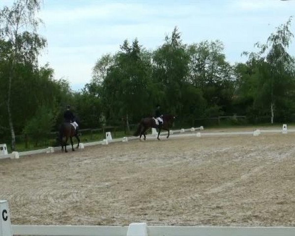 dressage horse Don Domani B (Oldenburg, 2007, from Don Schufro)