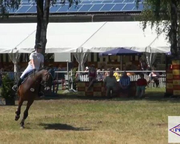 Pferd Cantario 2 (Holsteiner, 2004, von Corofino II)