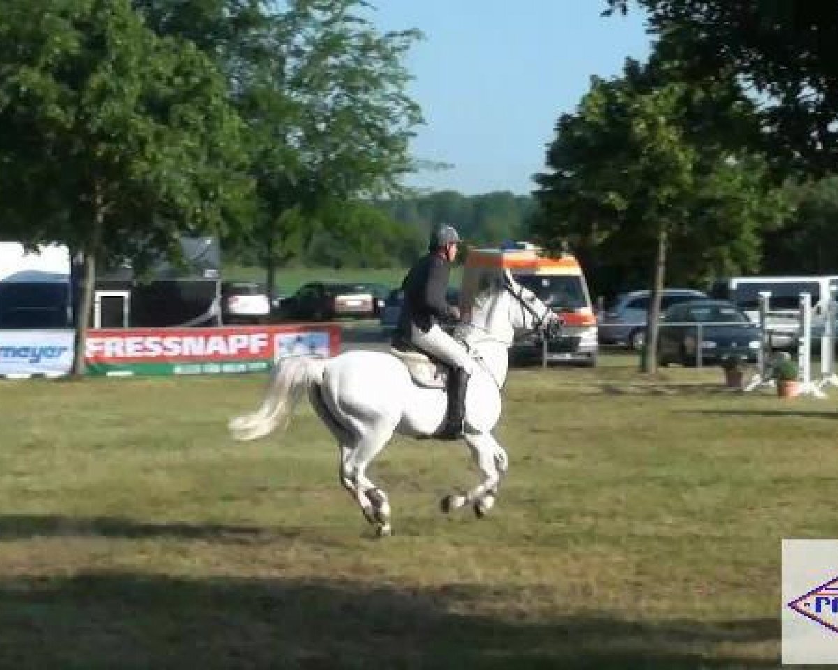 jumper Derrick 90 (Hanoverian, 1997, from Dirano)