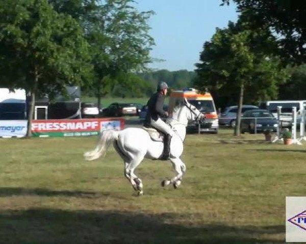 jumper Derrick 90 (Hanoverian, 1997, from Dirano)