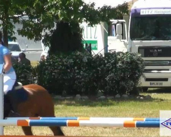 jumper Foxy Brown 3 (German Riding Pony, 2004, from Folklore)