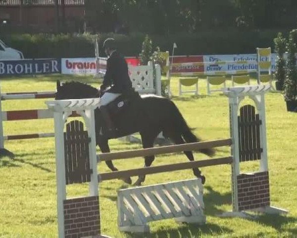 jumper Pik's Lotti (Westphalian, 2007, from Pik Labionics)