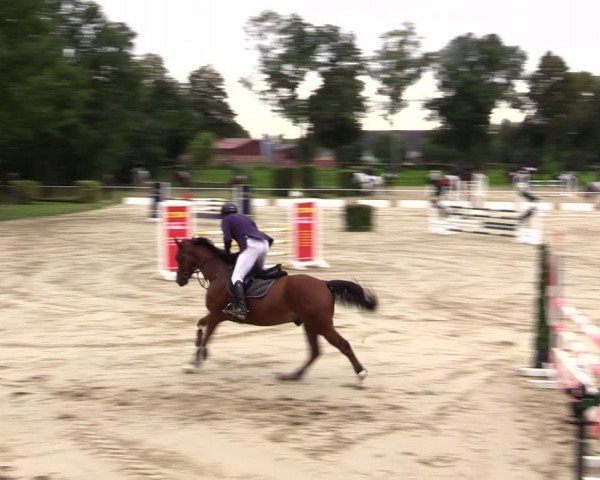 Springturnier Lüdinghausen 2021