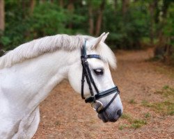 dressage horse Dapple Apple Will (unknown, 2009)