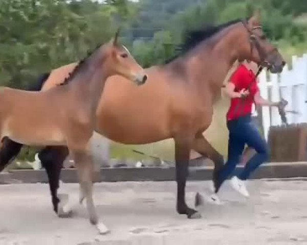 Video von Ecki