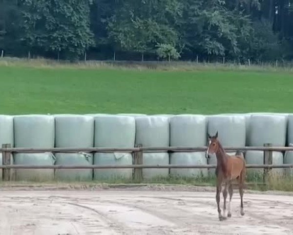 Video von Ecki