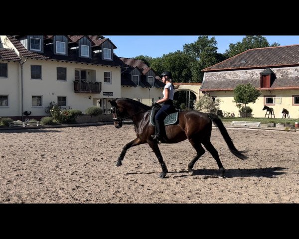 dressage horse Fine Romance B (Württemberger, 2012, from Frank Sinatra Gold)
