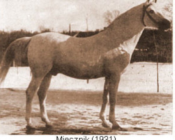 stallion Miecznik 1931 ox (Arabian purebred, 1931, from Fetysz ox 1924)