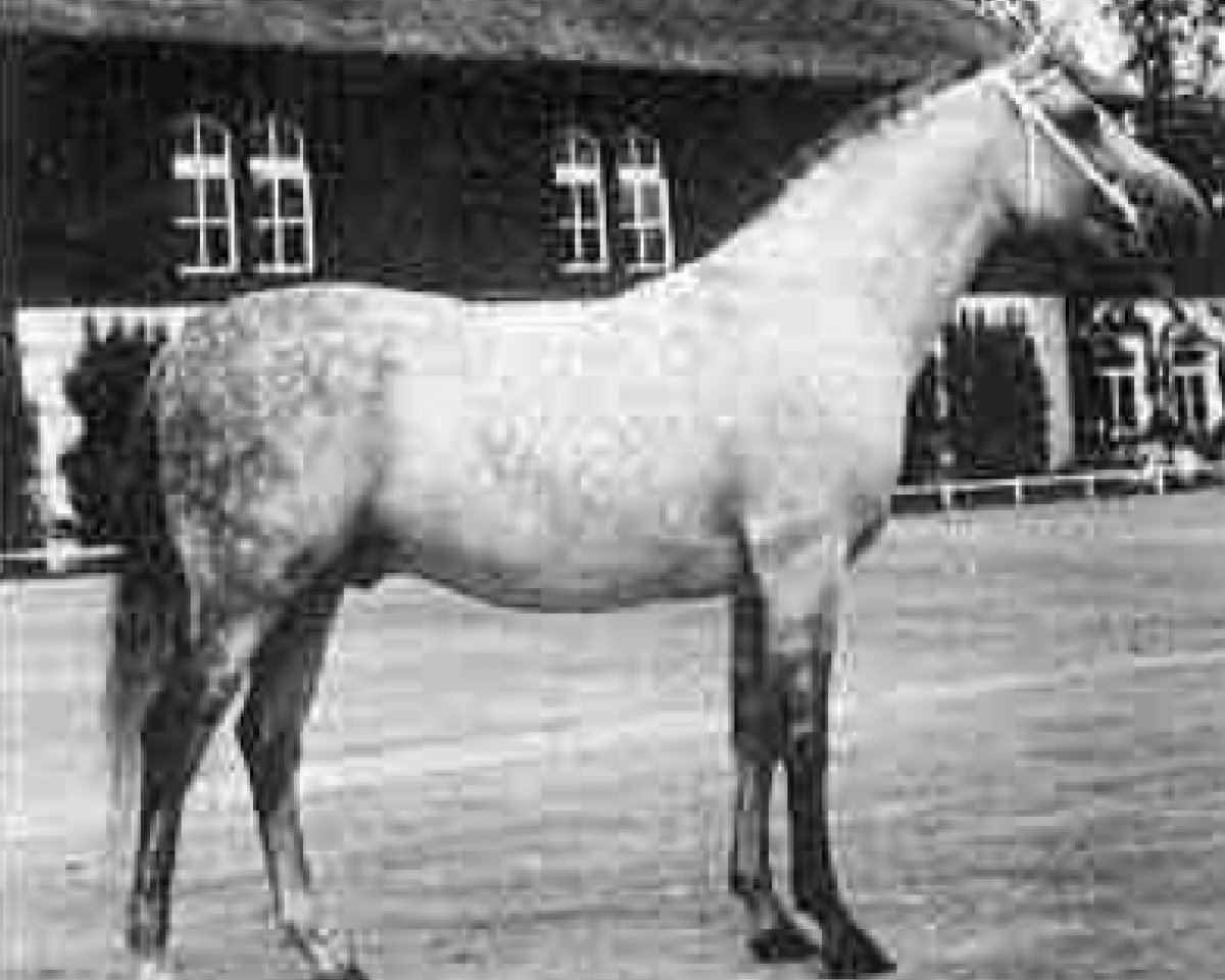 stallion Doktryner ox (Arabian purebred, 1950, from Miecznik 1931 ox)