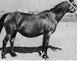 broodmare Gwara ox (Arabian purebred, 1946, from Wielki Szlem 1938 ox)