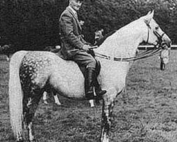 stallion Gerwazy ox (Arabian purebred, 1955, from Doktryner ox)