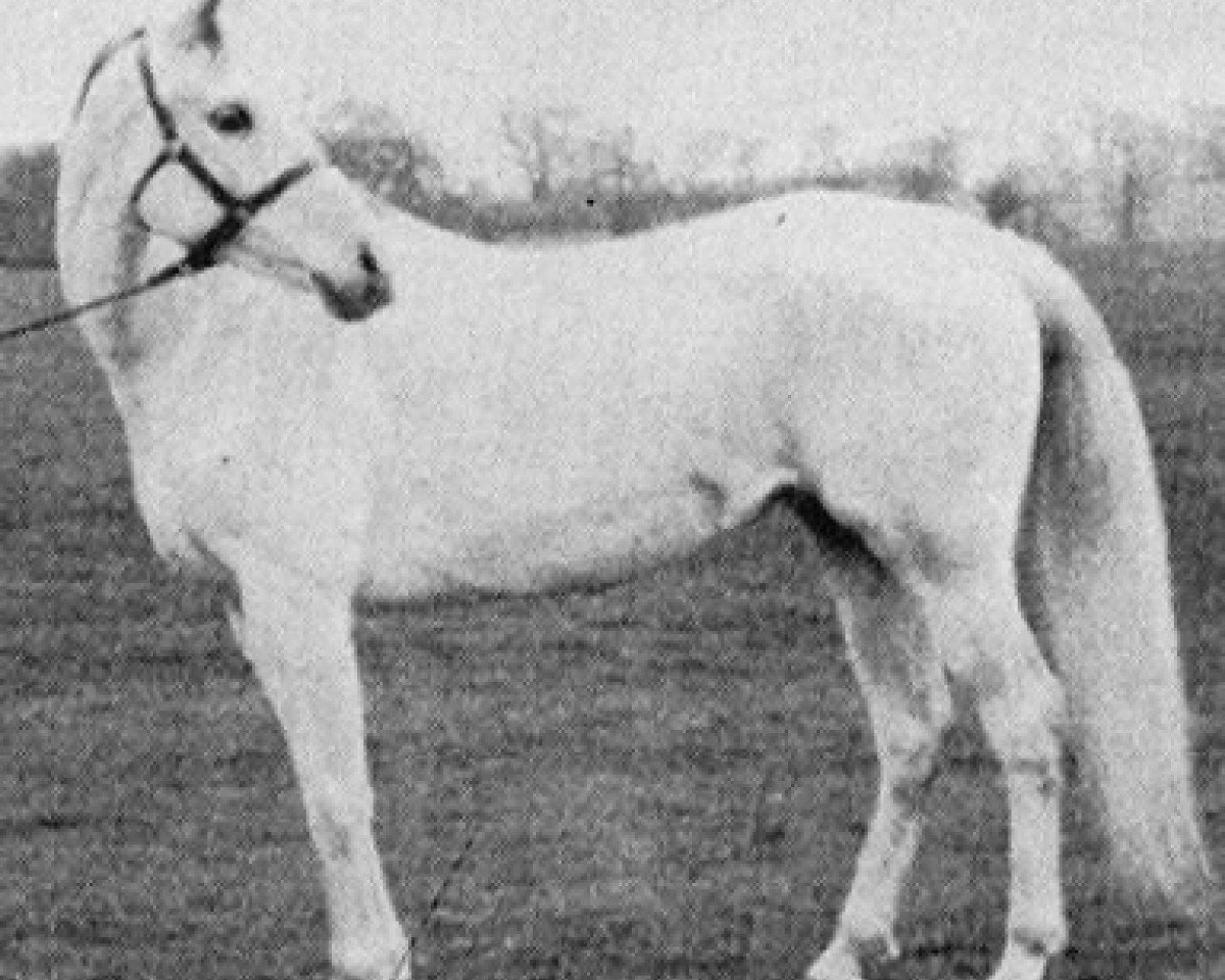 broodmare Lafirynda ox (Arabian purebred, 1954, from Miecznik 1931 ox)