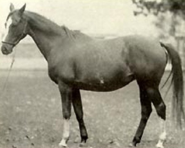 broodmare Granada 1968 ox (Arabian purebred, 1968, from Abu Afas 1947 ox) broodmare Granada 1968 ox (Arabian purebred, 1968, from Abu Afas 1947 ox)