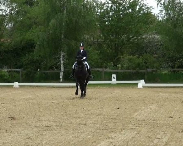 dressage horse Ricciano 7 (Westphalian, 2007, from Riccio)