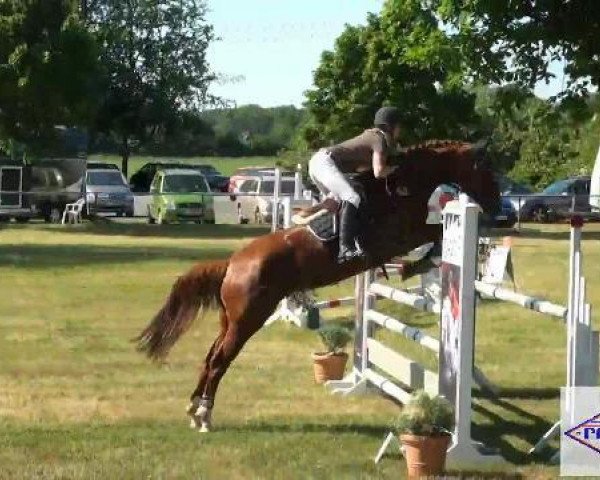 jumper Balou's Bazooka (Hanoverian, 2007, from Balou du Rouet)