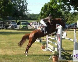 jumper Balou's Bazooka (Hanoverian, 2007, from Balou du Rouet)
