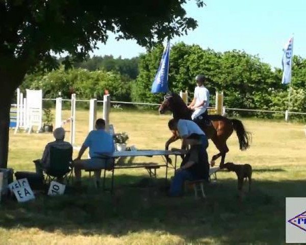 jumper Cassis U (Hanoverian, 2007, from Cassus 2)