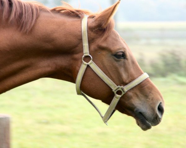 dressage horse Rubinio 21 (German Sport Horse, 2003, from Richelshagen) dressage horse Rubinio 21 (German Sport Horse, 2003, from Richelshagen)