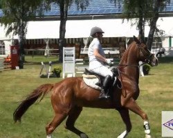 jumper Salitos 5 (German Warmblood, 2006, from Slibovitz)