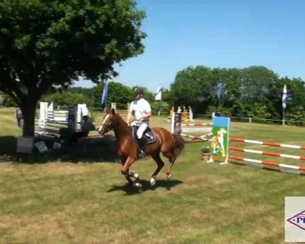 jumper Quinto 64 (Oldenburg show jumper, 2007, from Quidam's Rubin)