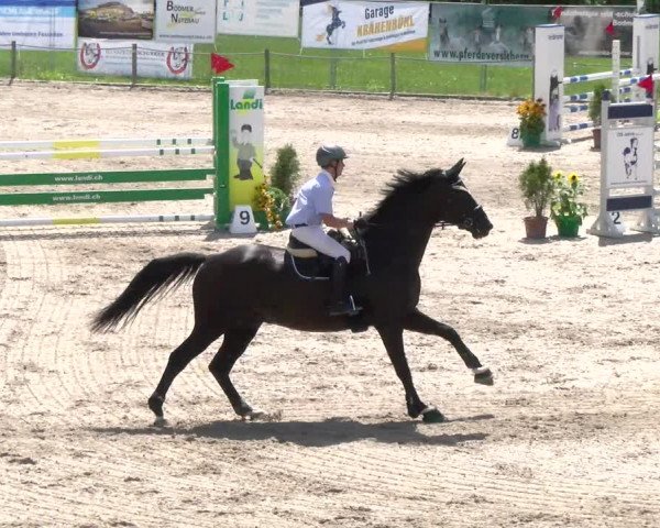 Reitturnier Gossau 2022