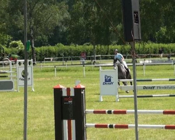 jumper Chiara L (Westphalian, 2005, from Contini)