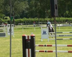 jumper Chiara L (Westphalian, 2005, from Contini)