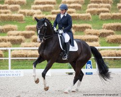 dressage horse Shiraz 31 (Oldenburg, 2008, from Sir Sandro)