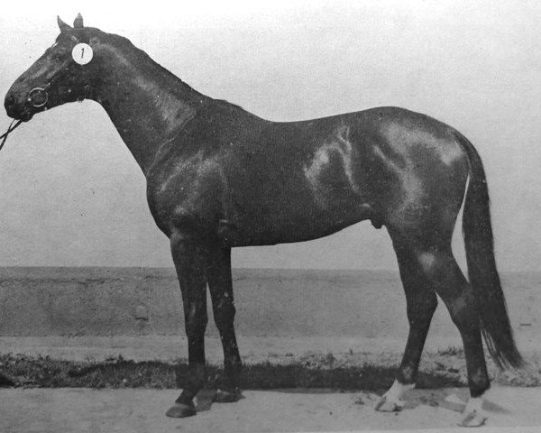 Deckhengst Dorn (Trakehner, 1980, von Modus xx)