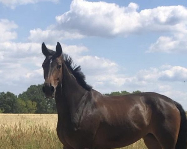 horse Sazou 6 (Oldenburg, 2011, from Surprice)