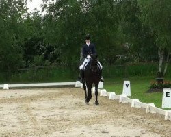 dressage horse Flashdance 67 (Hanoverian, 2002, from Fabriano)