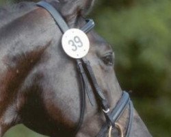 Dressurpferd Egolas (Hessisches Warmblut, 2005, von Epernay)