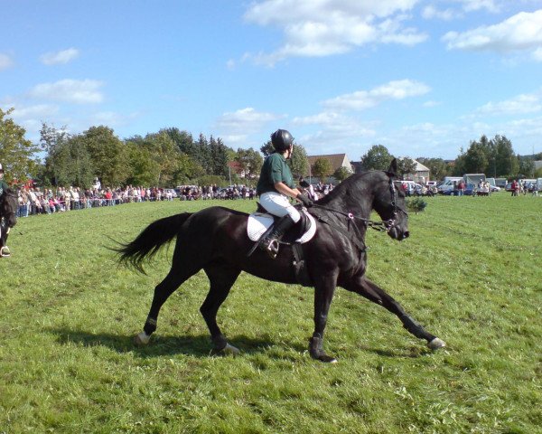 Pferd Dream Dancer 64 (Oldenburger, 1995, von Don Primero)