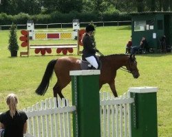 dressage horse Winston 238 (Westphalian, 1994, from Weinberg)