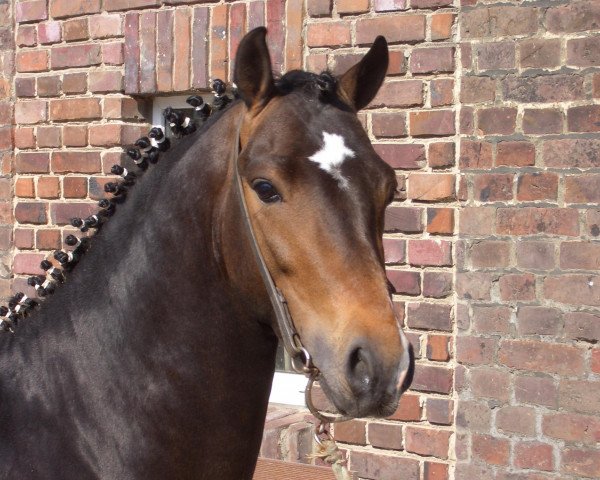 jumper Top Balino (Welsh-Pony (Section B), 2004, from Blue Stone Swing Boy)