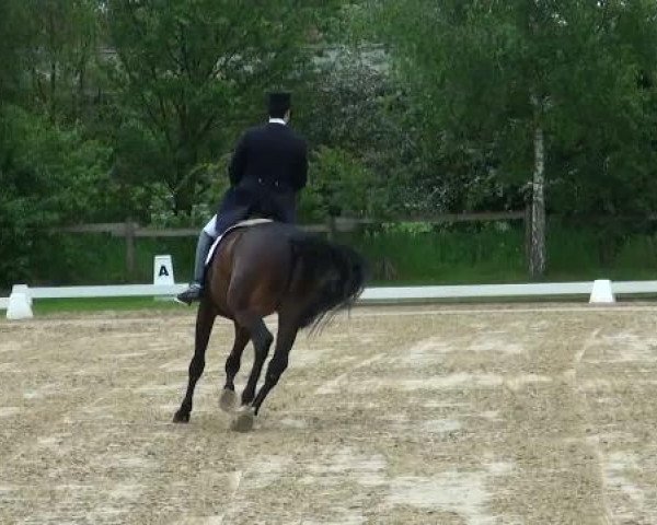 dressage horse Arthur 62 (Westphalian, 2001, from Aquilino)