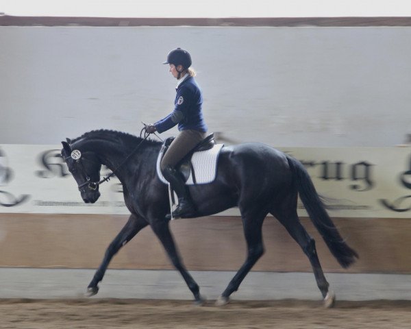 Zuchtstute Femme Jolie 2 (Westfale, 2009, von Fifty Cent)