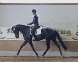 broodmare Femme Jolie 2 (Westphalian, 2009, from Fifty Cent)