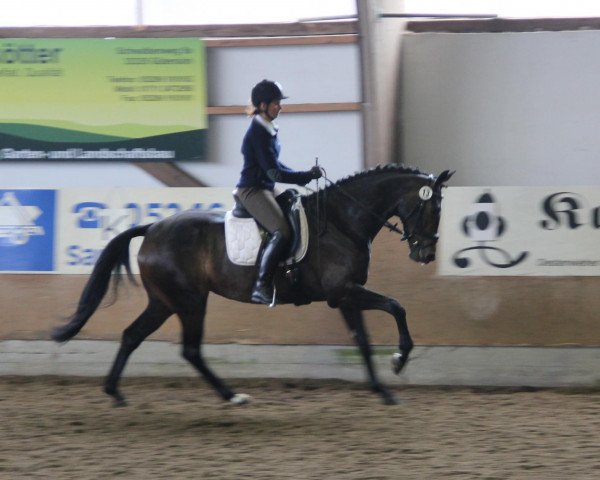 broodmare Jasmin Rubin (Westphalian, 2008, from Jazz Rubin)