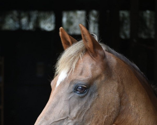 broodmare Rosenhof Cindy (Welsh-Pony (Section B), 1999, from Champino)