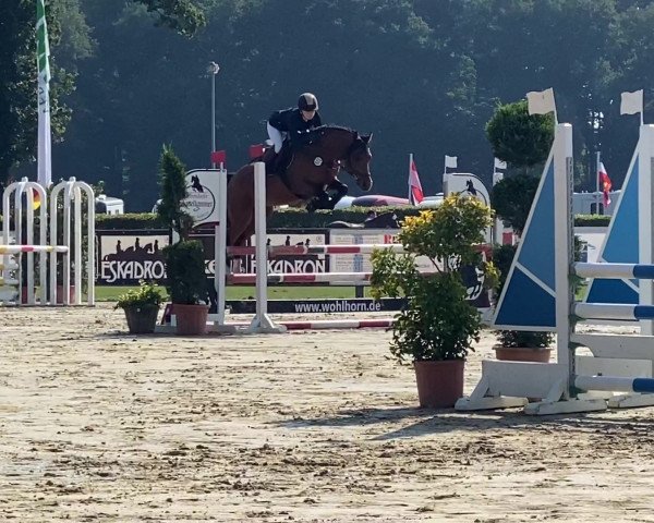 stallion Der Graf At (German Riding Pony, 2017, from Dreiklang AT NRW) stallion Der Graf At (German Riding Pony, 2017, from Dreiklang AT NRW)