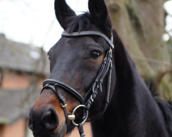 broodmare Nadina (Oldenburg, 1996, from Donnerhall)