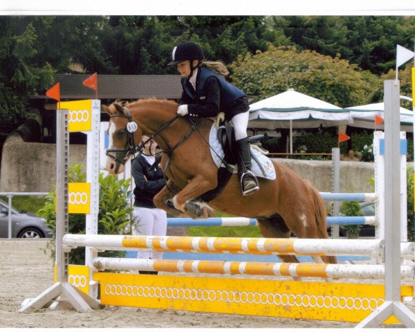 Dressurpferd Trixie (Welsh Mountain Pony (Sek.A), 1996)