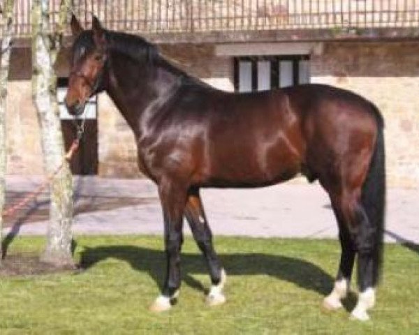 stallion Classido (Holsteiner, 1998, from Concerto II) stallion Classido (Holsteiner, 1998, from Concerto II)