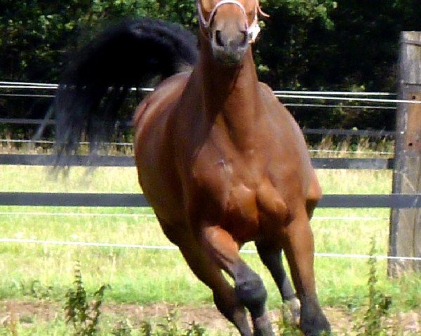 jumper Naomi (Czech Warmblood, 2004, from Carismo II 123 FIN)
