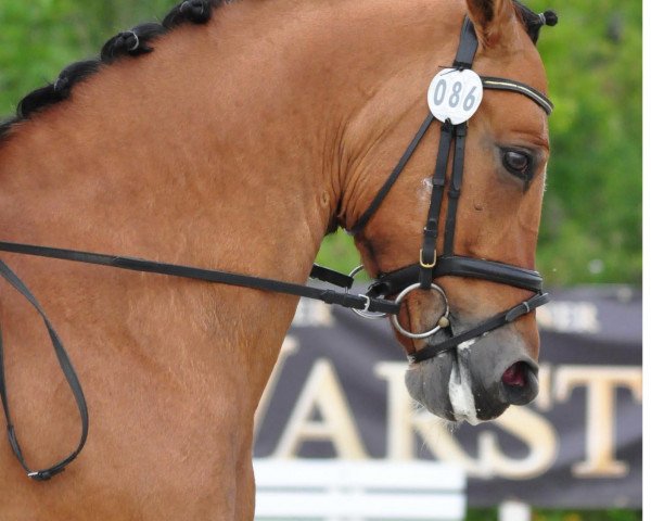 dressage horse No-Dr.Schiwago (German Riding Pony, 1999, from FS Don't Worry)